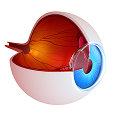 eye_ball